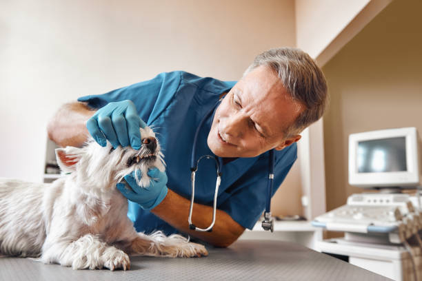 Best Emergency Dentist for Special Needs Patients in Rmel By The Sea, CA